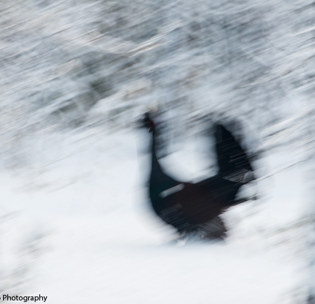 Capercaillie