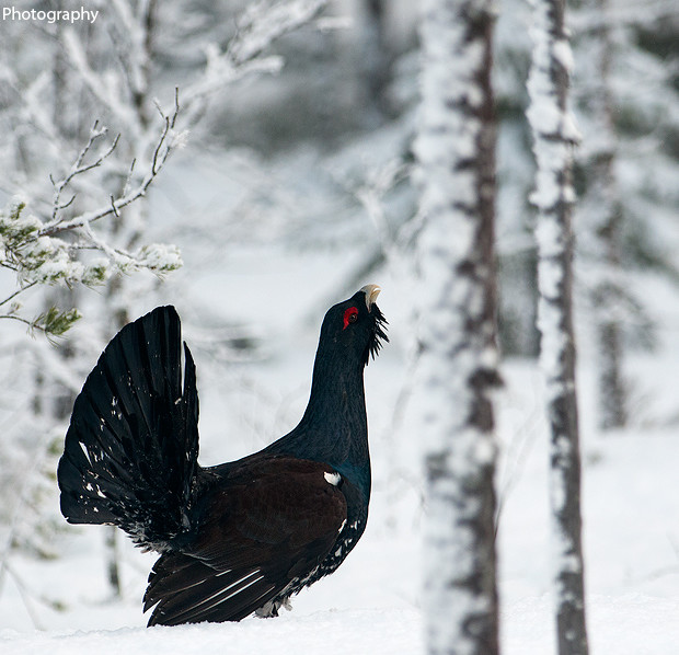 Capercaillie