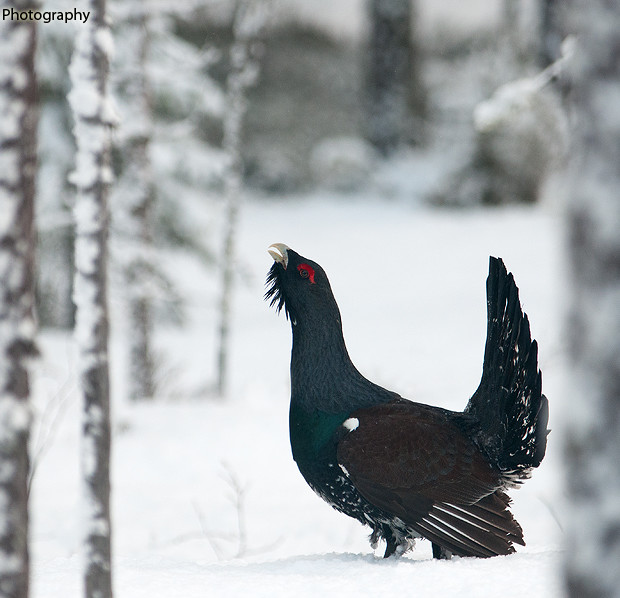 Gallo Cedrone