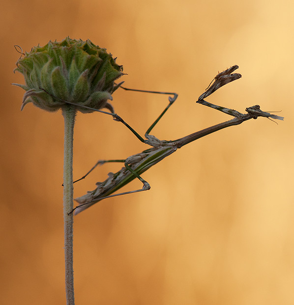 Empusa Pennata