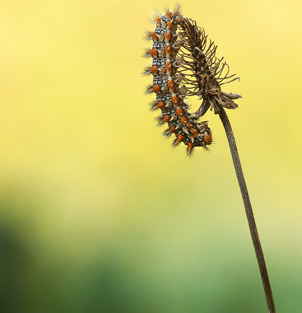 Melitaea Didyma