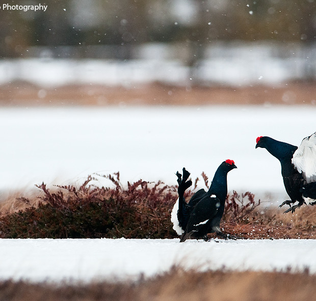 Black Grouses’ Fighting