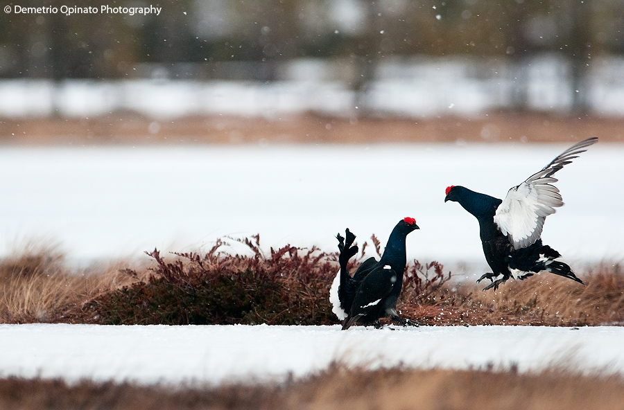 Black Grouses’ Fighting