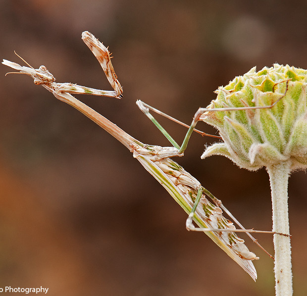 Empusa Pennata