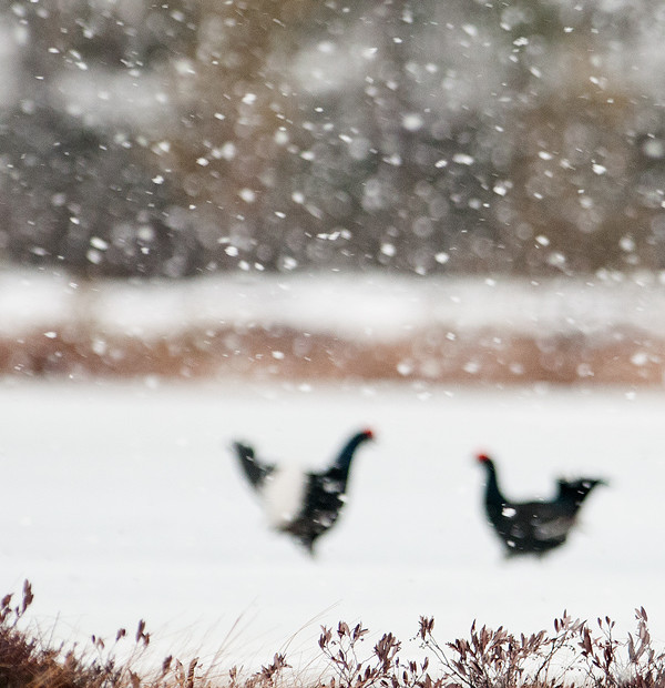 Snow On Black Grouses