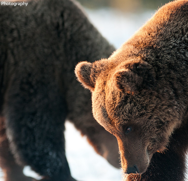 Two Big Males