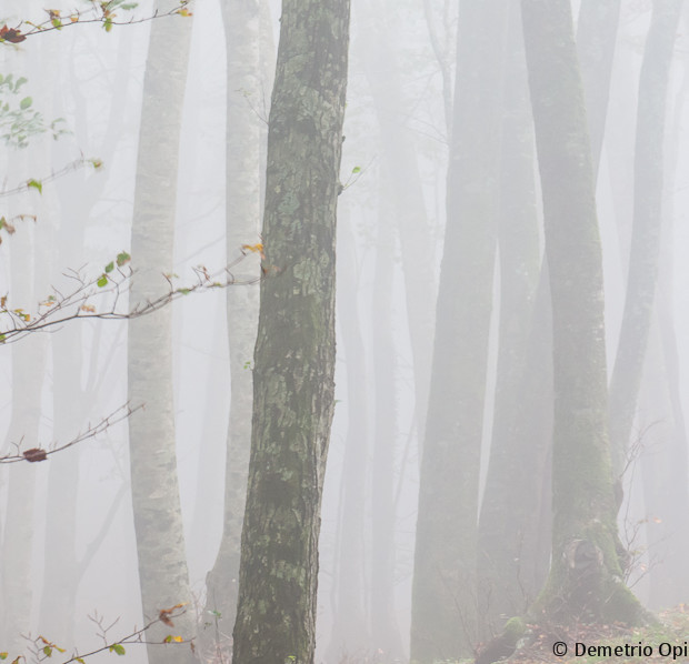Fog