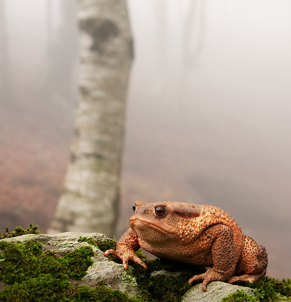 Rospo Comune (Bufo Bufo)