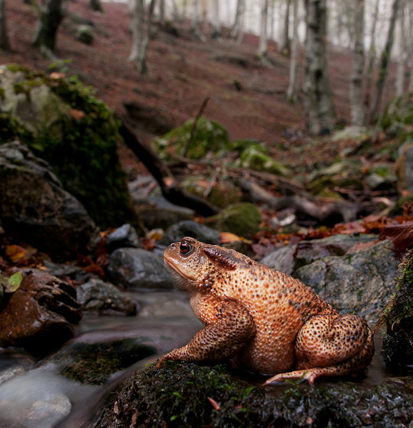 Rospo Comune (Bufo Bufo)