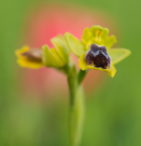 Ophrys Lutea