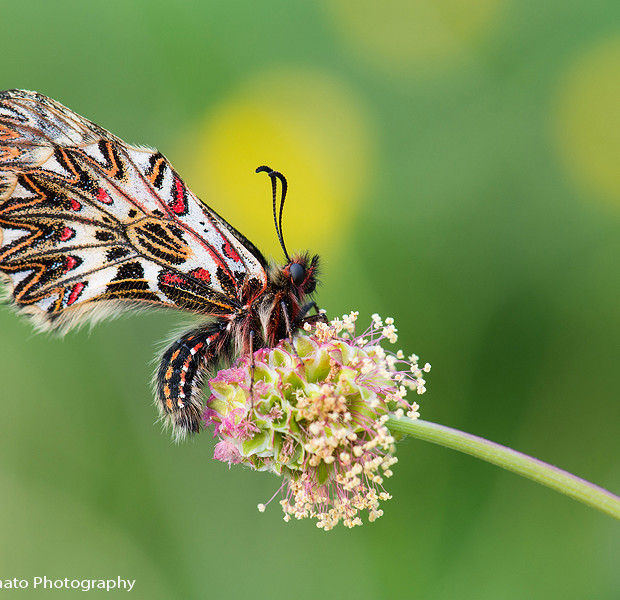 Zerynthia Cassandra