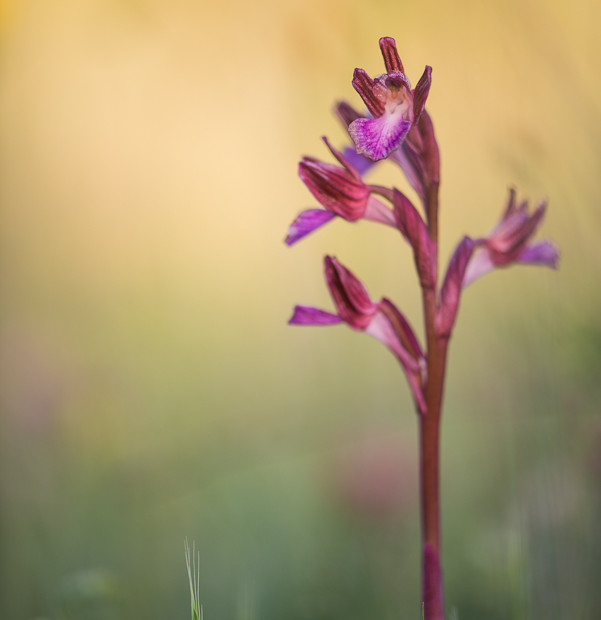 Anacamptis Papilionacea