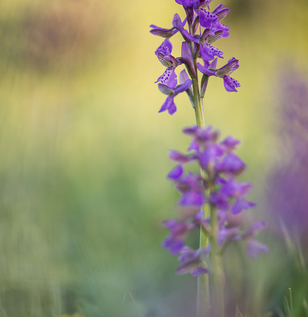 Anacamptis Morio
