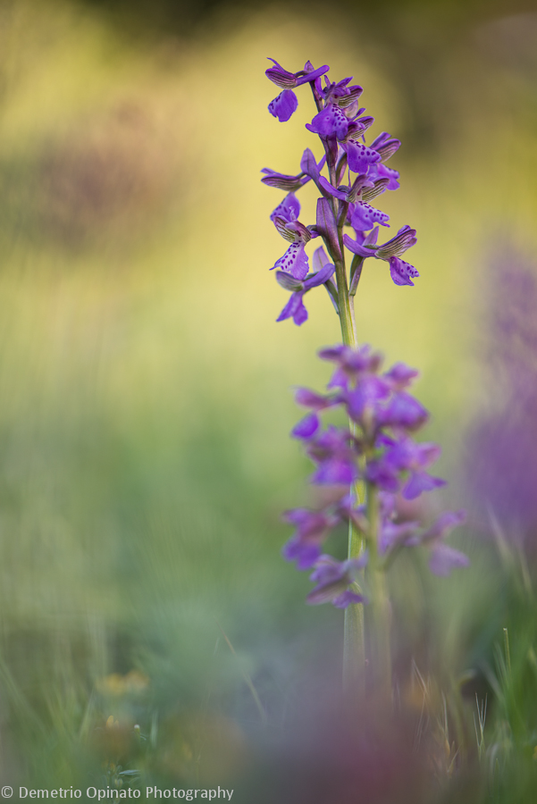 Anacamptis morio