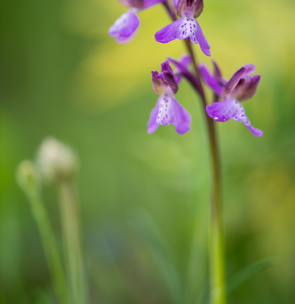 Anacamptis Morio