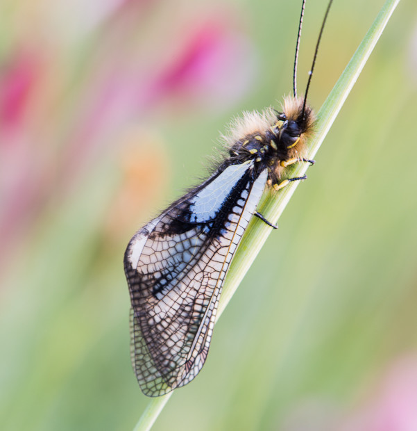 Libelloides Coccajus