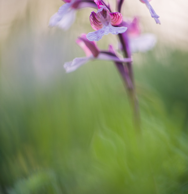 O. Morio X O. Papilionacea – Ibrido
