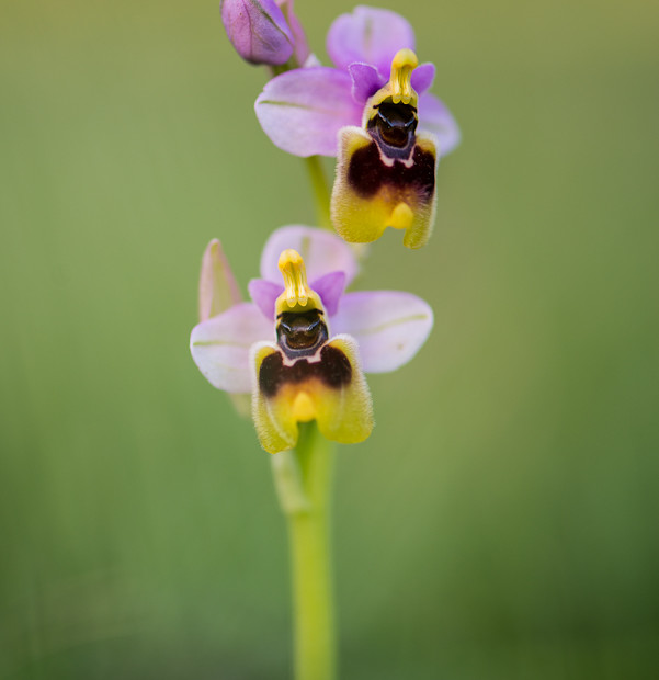 Ophrys Tenthredinifera