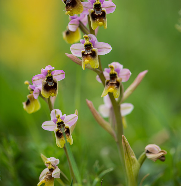 Ophrys Tenthredinifera
