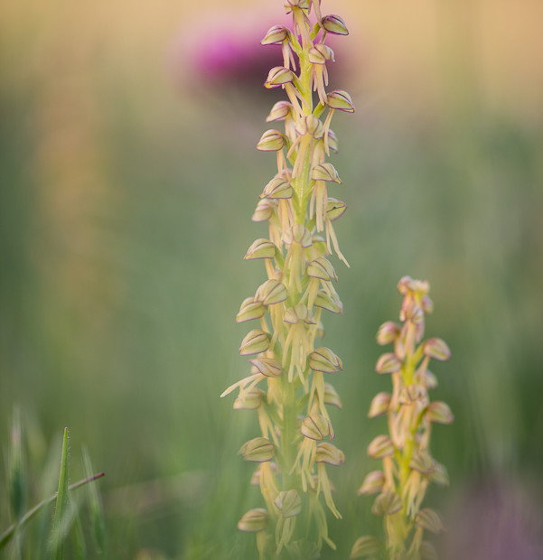 Orchis Anthropophora