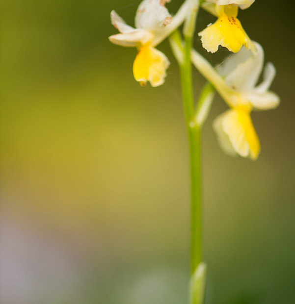 Orchis Pauciflora