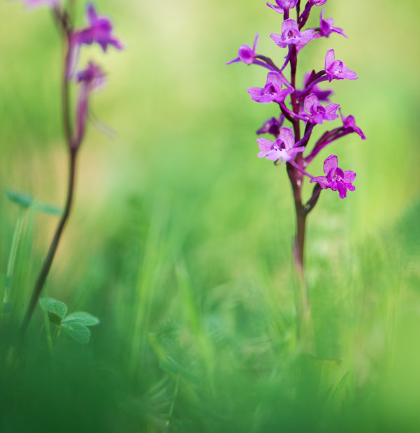 Orchis Quadripunctata