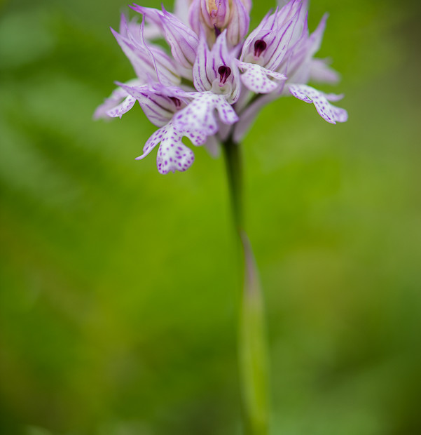 Orchis Tridentata