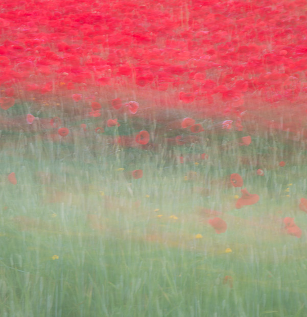 Poppy Day