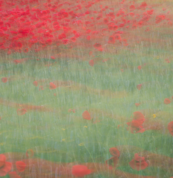 Poppy Day