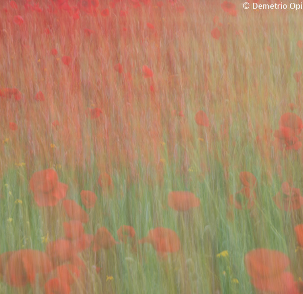 Poppy Day