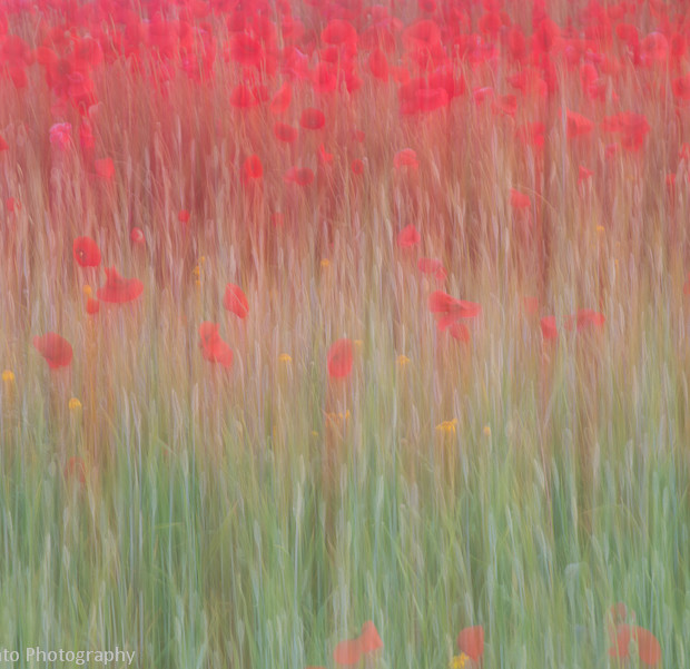 Poppy Day