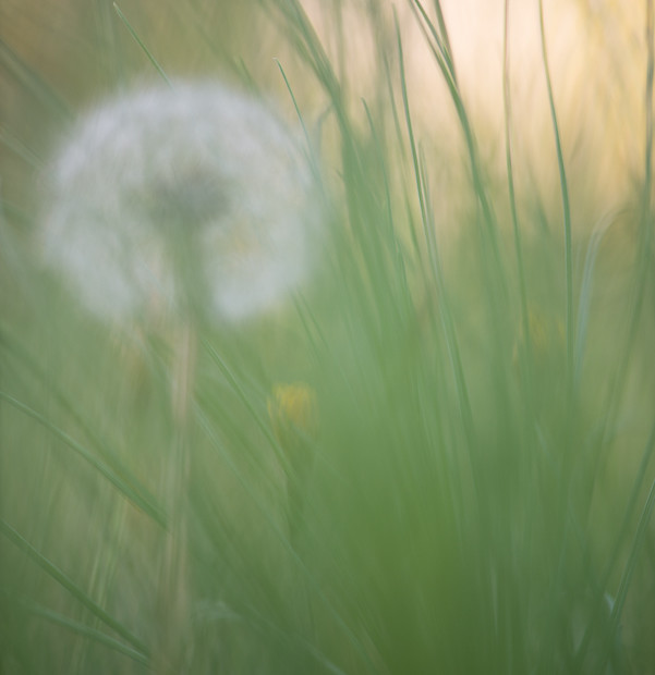 Taraxacum Officinale