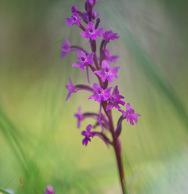 Orchis Quadripunctata