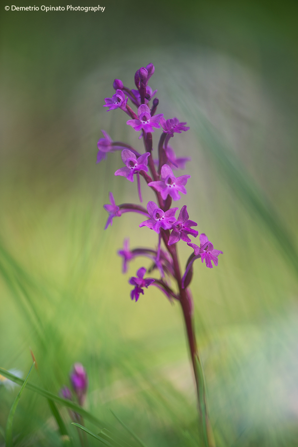 Parco Nazionale Del Gargano … Non Solo Orchidee