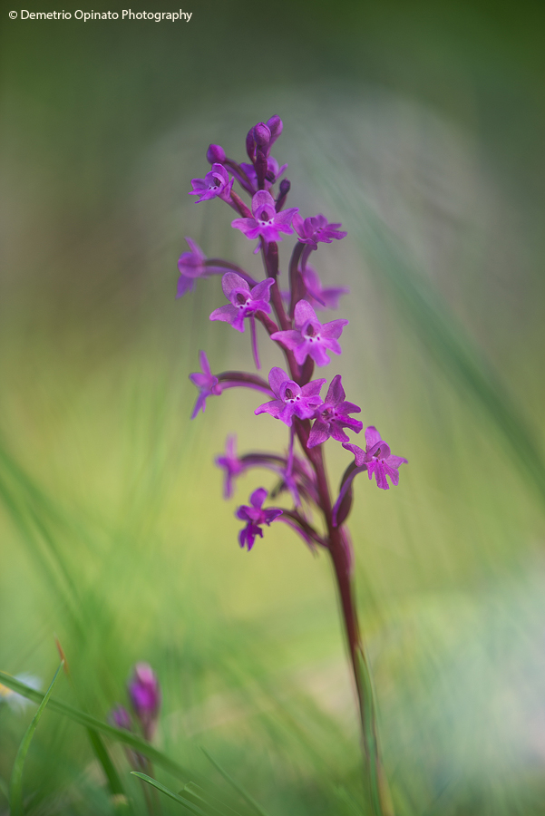 Orchis Quadripunctata