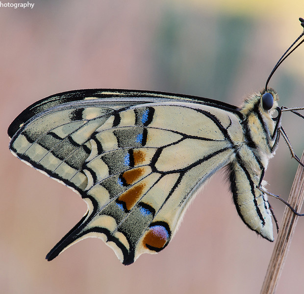 Papilio Machaon