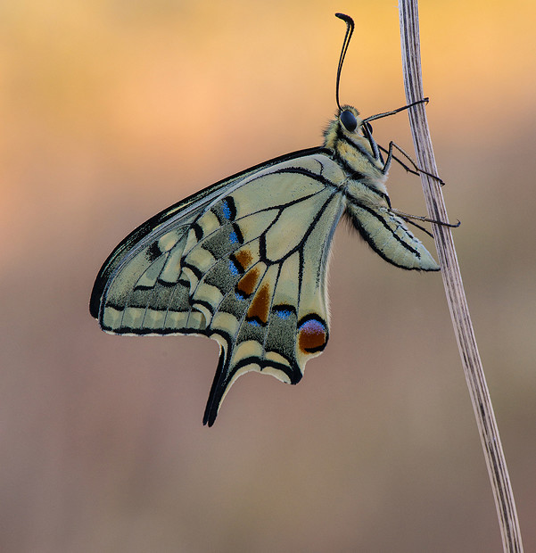 Papilio Machaon