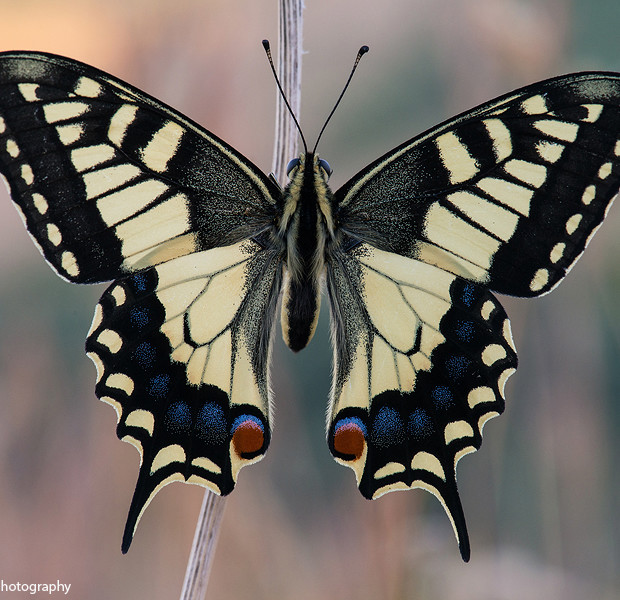 Papilio Machaon
