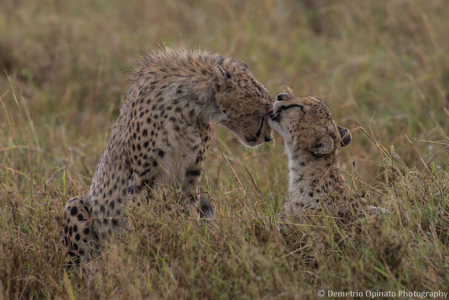 Cheetahs