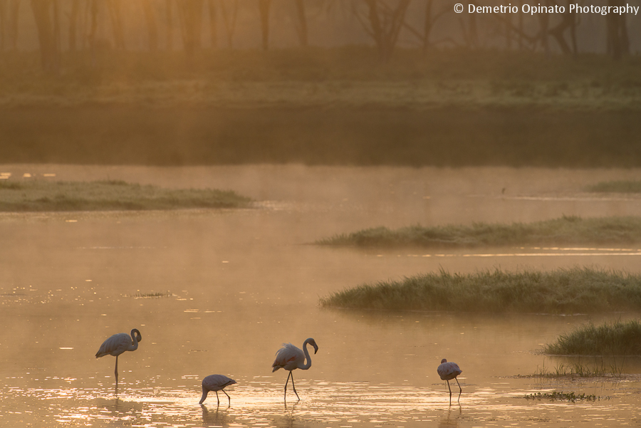 Flamingos