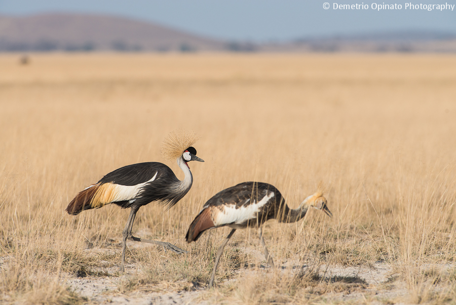 Great Grey Crowned Cranes