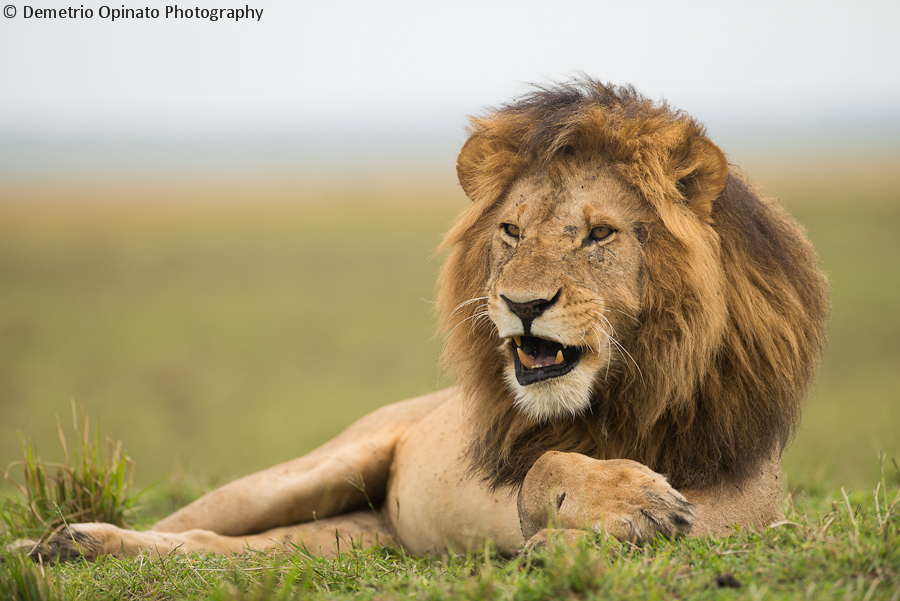 Il Re della Savana