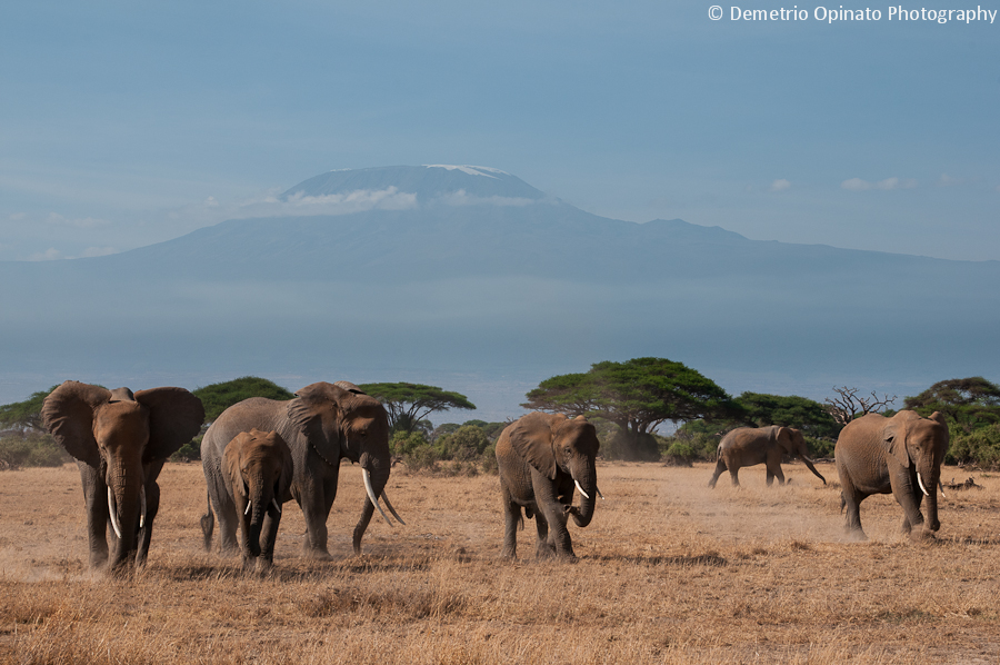 Kilimanjaro and Elephants