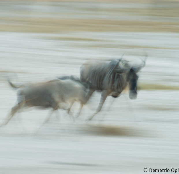 Running Wildebeests