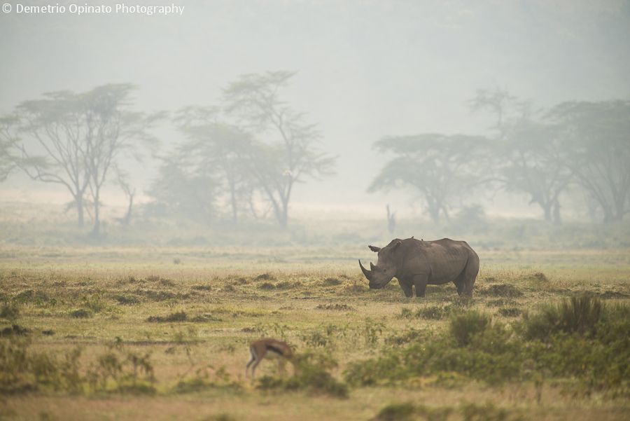 White Rhino