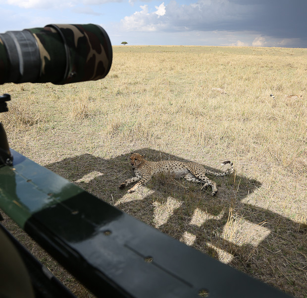 Cheetah So Close – Masai Mara