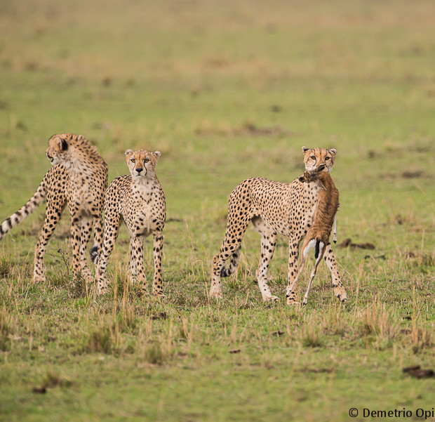 Cheetahs With Prey