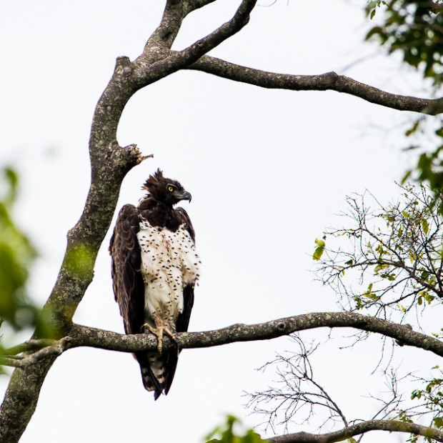 Martial Eagle