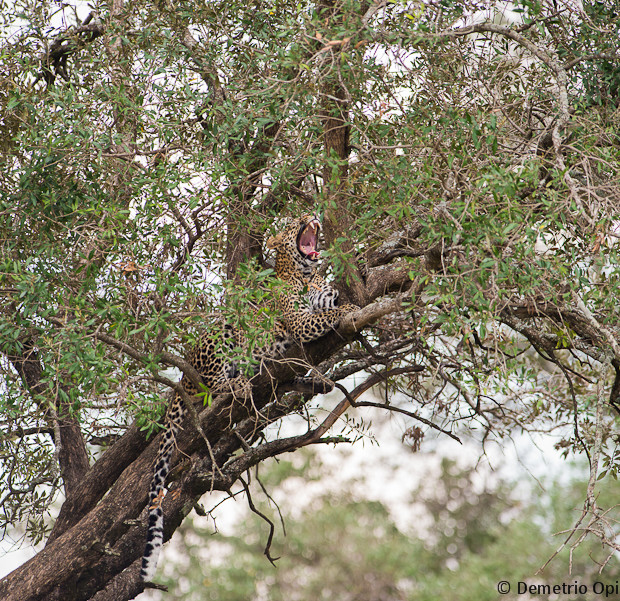 Panthera Pardus