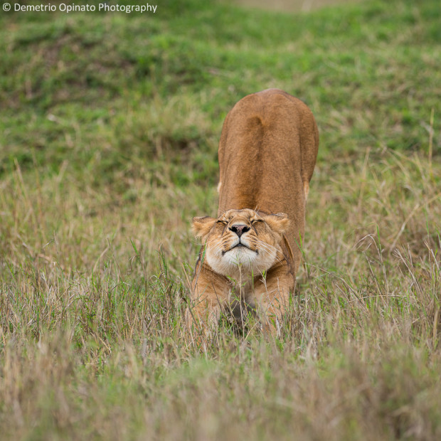 Stretching